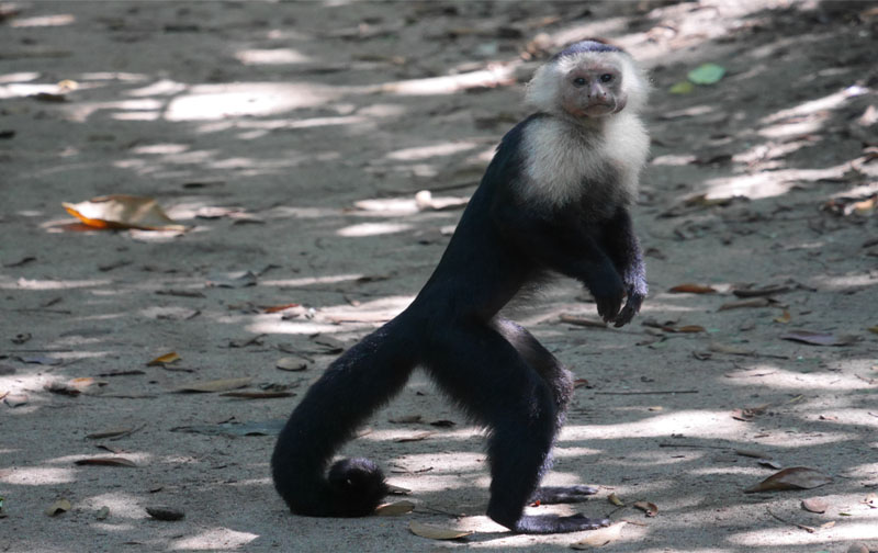 Cahuita National Park Monkey